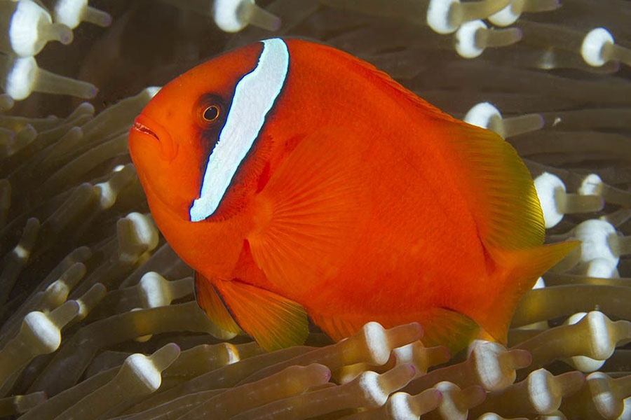 Cá khoang cổ đỏ Amphiprion frenatus